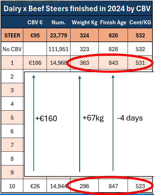 graph showing CBV figures of dairy beef calves