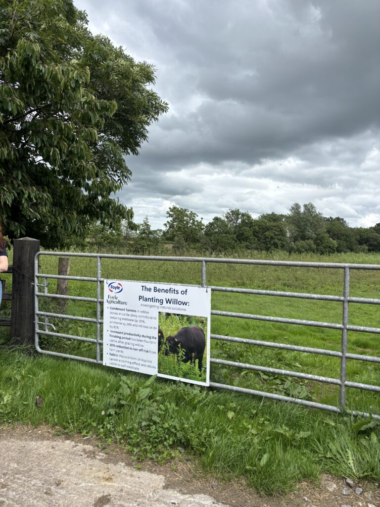 cattle grazing willow