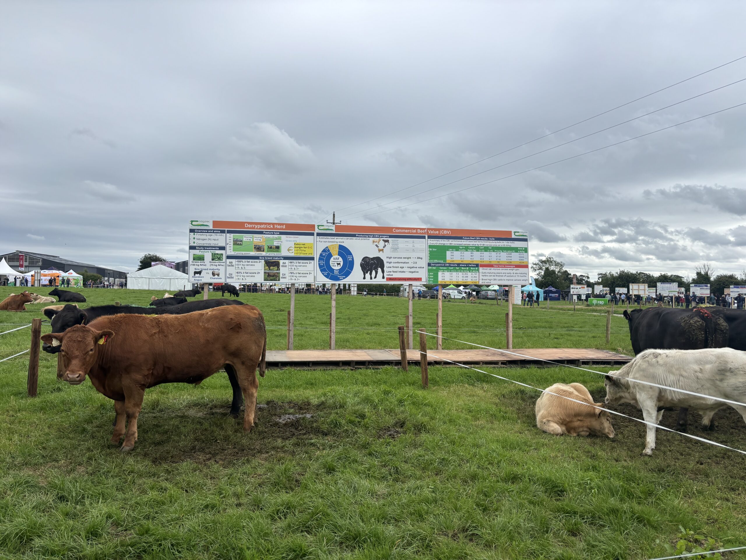 Read more about the article SRG Attends Teagasc BEEF2026 Open Day