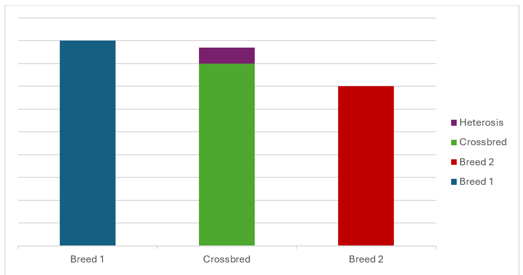 Graph showing heterosis in different breeds