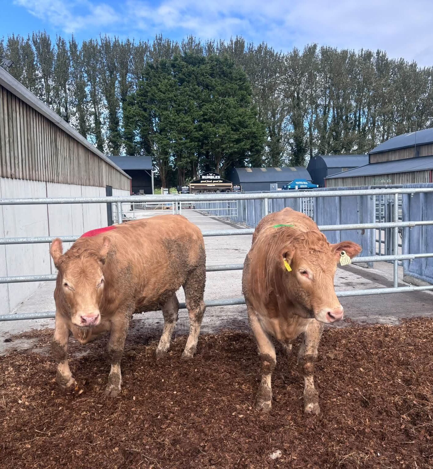 Differences in high CBV animal & low CBV animal