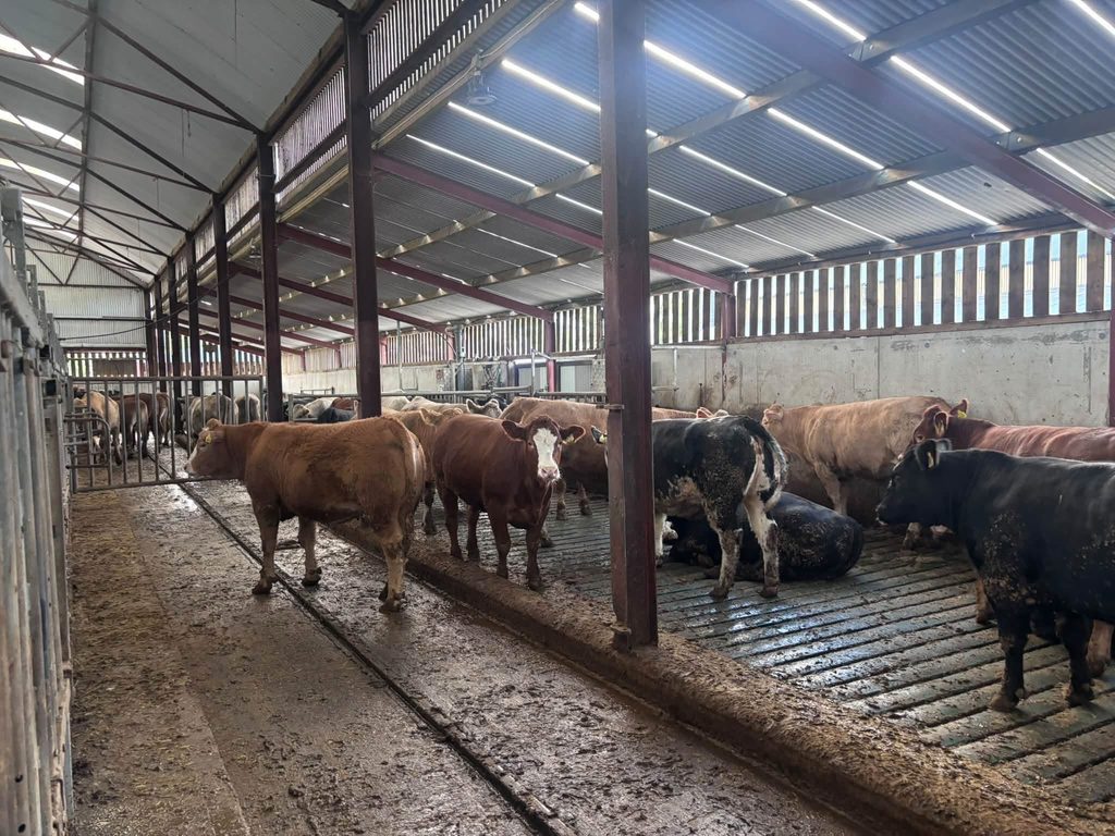 Progeny testing group at ICBF Tully open day